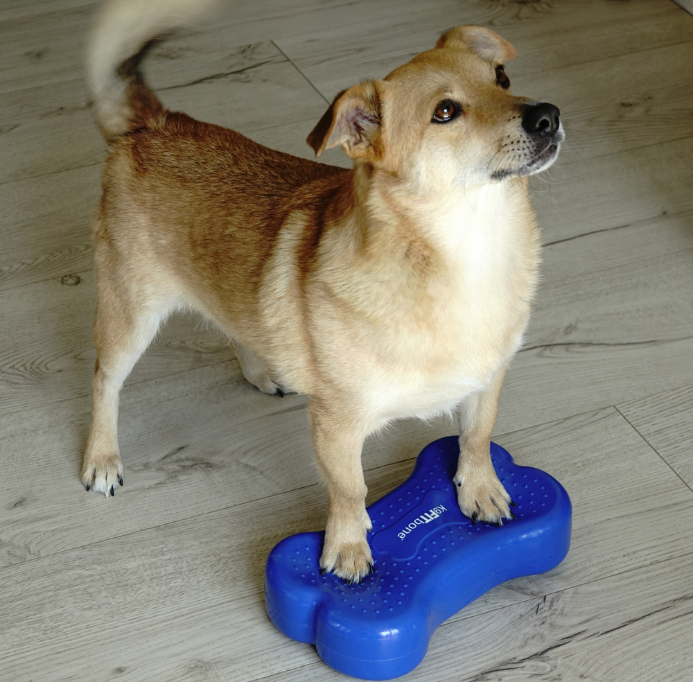 Gymnastik bei hunden